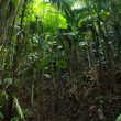 Sandy Cruz Trail